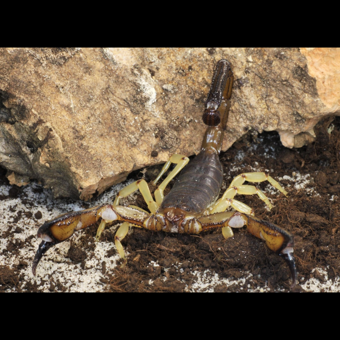 Nebo whitei scorpion Good for beginners. about 1/2" Big and colorful, easy to care for.