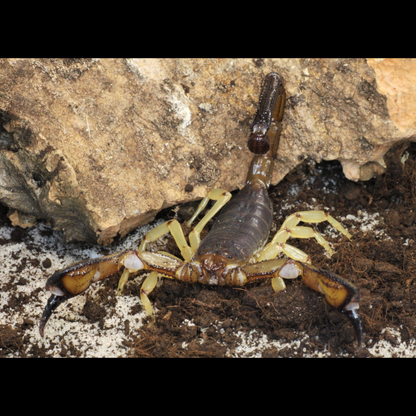 Nebo whitei scorpion Good for beginners. about 1/2" Big and colorful, easy to care for.