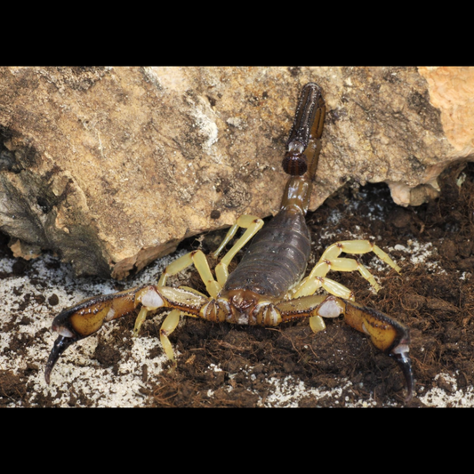 Nebo whitei scorpion Good for beginners. about 1/2" Big and colorful, easy to care for.