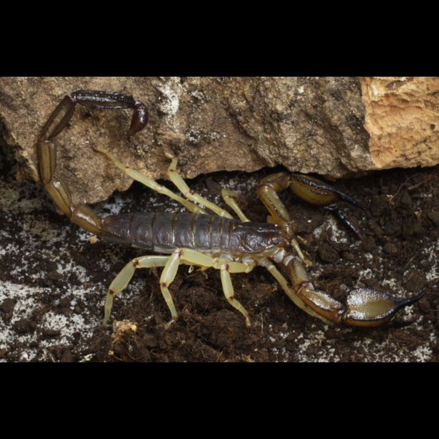 Nebo whitei scorpion Good for beginners. about 1/2" Big and colorful, easy to care for.