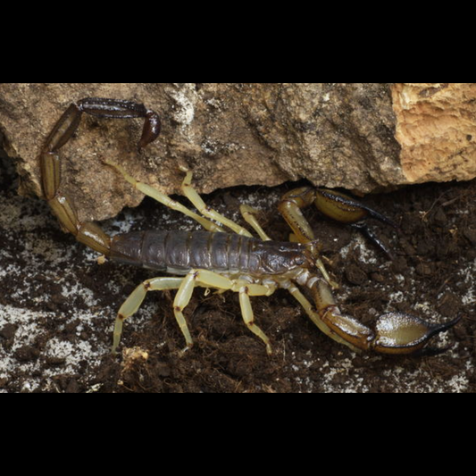 Nebo whitei scorpion Good for beginners. about 1/2" Big and colorful, easy to care for.