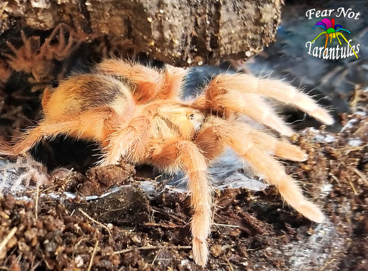 Neoholothele incei  - Gold Form (Trinidad Olive) about 1"  *FREE for orders  $125 (after discounts and does not include shipping) One freebie per shipment.