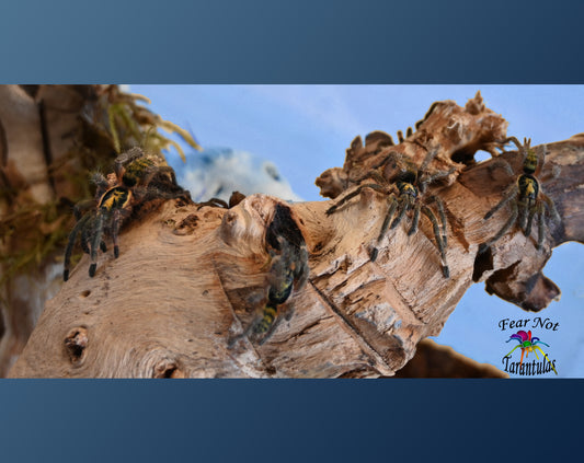 Neoholothele incei "Olive" Form  (Trinidad Olive) about 3/4"  FREE for orders $200.00 and over. (after discounts and does not include shipping) One freebie per shipment.