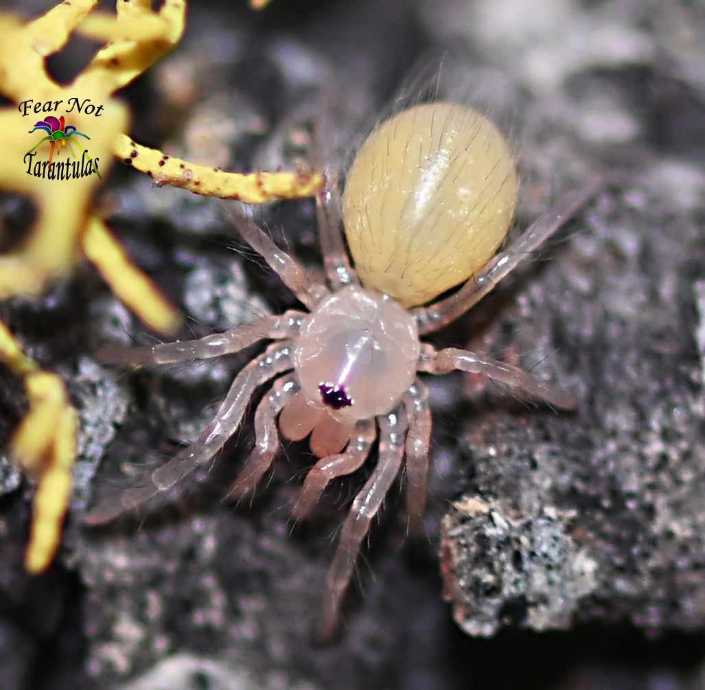 Nhandu tripepii (Brazilian Giant Blonde Tarantula) 3"+ 💜FEMALE💜 *IN STORE ONLY*