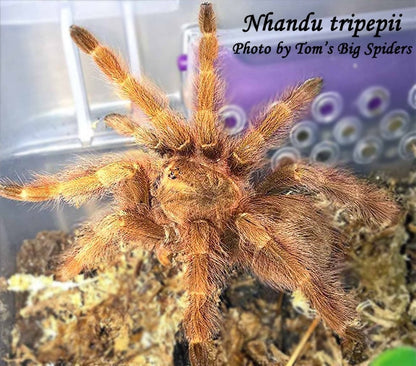 Nhandu tripepii (Brazilian Giant Blonde Tarantula) 3"+ 💜FEMALE💜 *IN STORE ONLY*