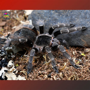Nhandu carapoensis (Brazilian Red Tarantula) about 1 1/4"+ about a year old!