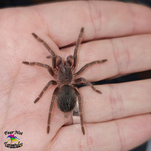 Nhandu carapoensis (Brazilian Red Tarantula) about 1 1/4"+ about a year old!