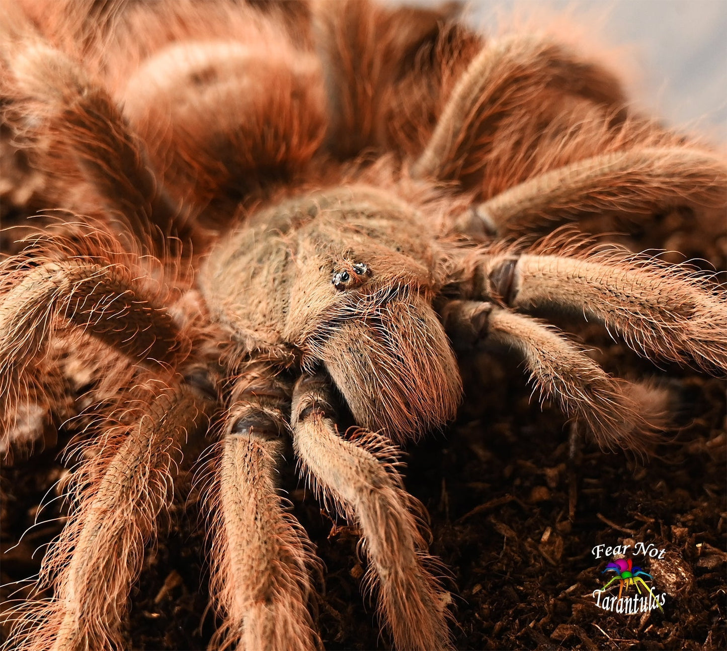 Nhandu tripepii (Brazilian Giant Blonde Tarantula) 3"+ 💜FEMALE💜 *IN STORE ONLY*