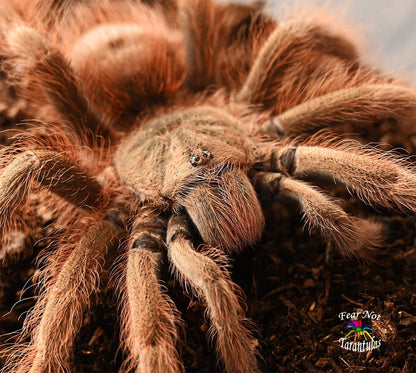 Nhandu tripepii (Brazilian Giant Blonde Tarantula) 3"+ 💜FEMALE💜 *IN STORE ONLY*