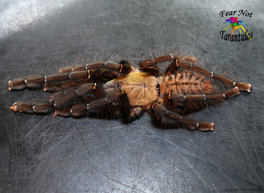 Omothymus schioedtei   (Malaysian Earthtiger Tarantula) 1" FREE for orders $300.00 and over. (after discounts and does not include shipping) One freebie per shipment.