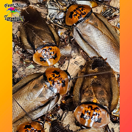 Orange Head Roaches (Eublaberus posticus) 1/4" - 1" + Mixed breeding colony count of 25  *CANNOT BE SHIPPED TO FLORIDA*