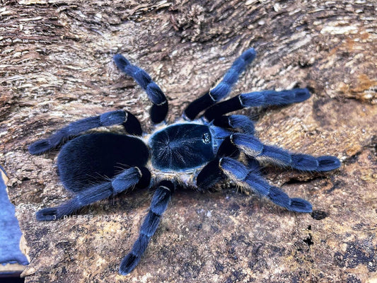 Ornithoctoninae sp. Ranong Blue (Ranong Blue Earth Tiger tarantula) about 3/4" - 1" RARE