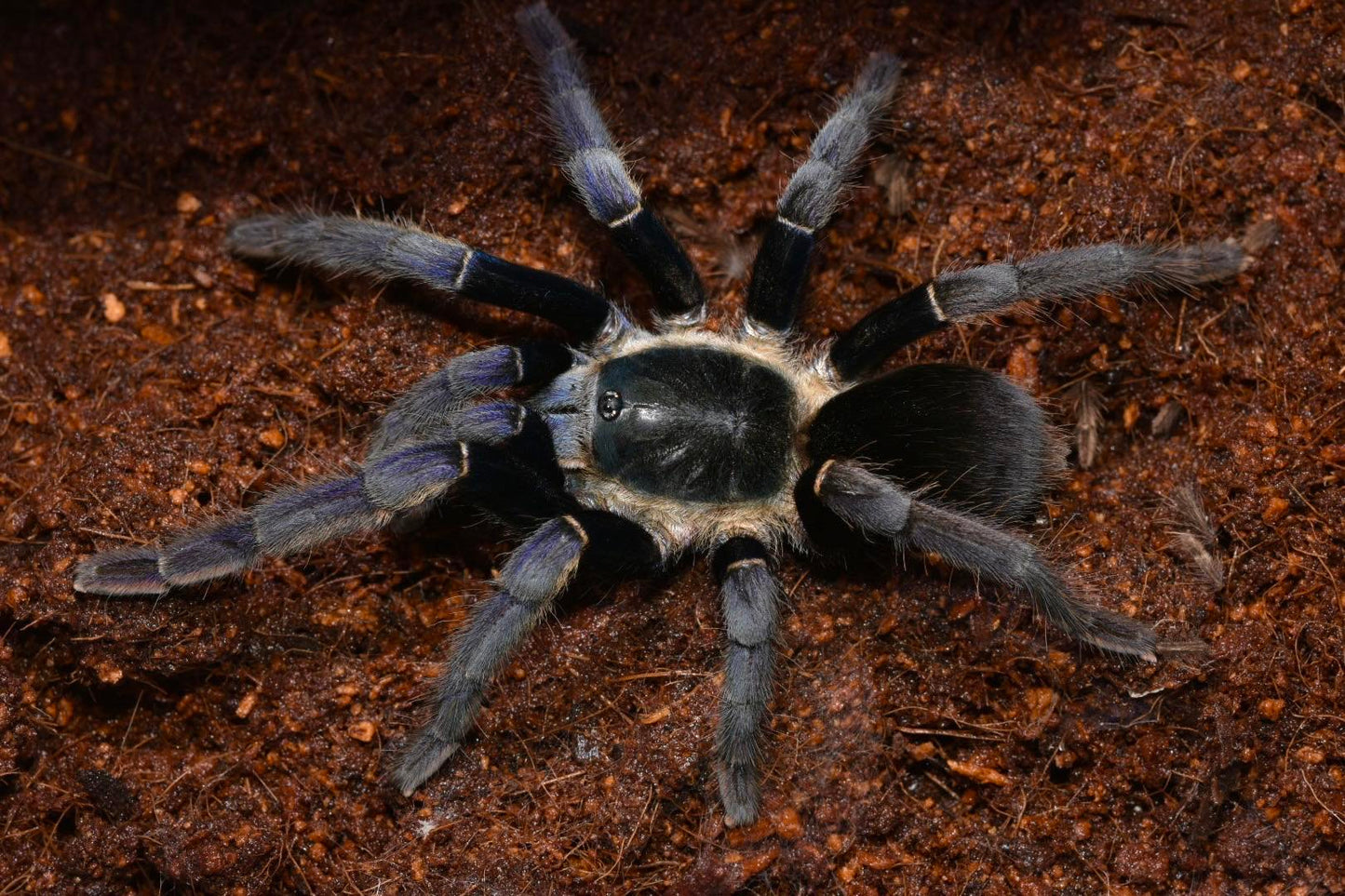 Ornithoctoninae sp. Ranong Blue (Ranong Blue Earth Tiger tarantula) about 3/4" - 1" RARE