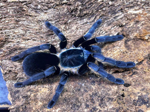 Ornithoctoninae sp. Ranong Blue (Ranong Blue Earth Tiger tarantula) about 3/4" RARE COMING SOON! SIGN UP FOR AN EMAIL ALERT!