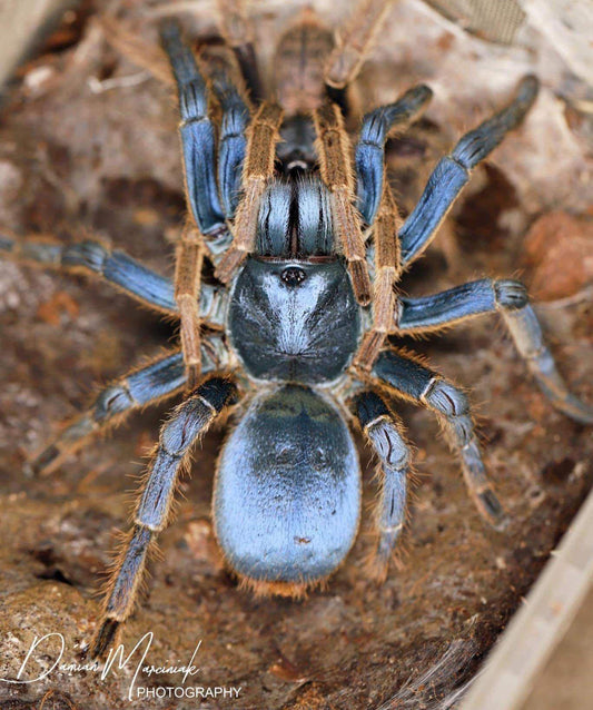 Ornithoctoninae sp. Vietnam Silver Tarantula about 3/4" - 1" *** IN-STORE ONLY DUE TO PREMOLT AS OF 1/22 ***