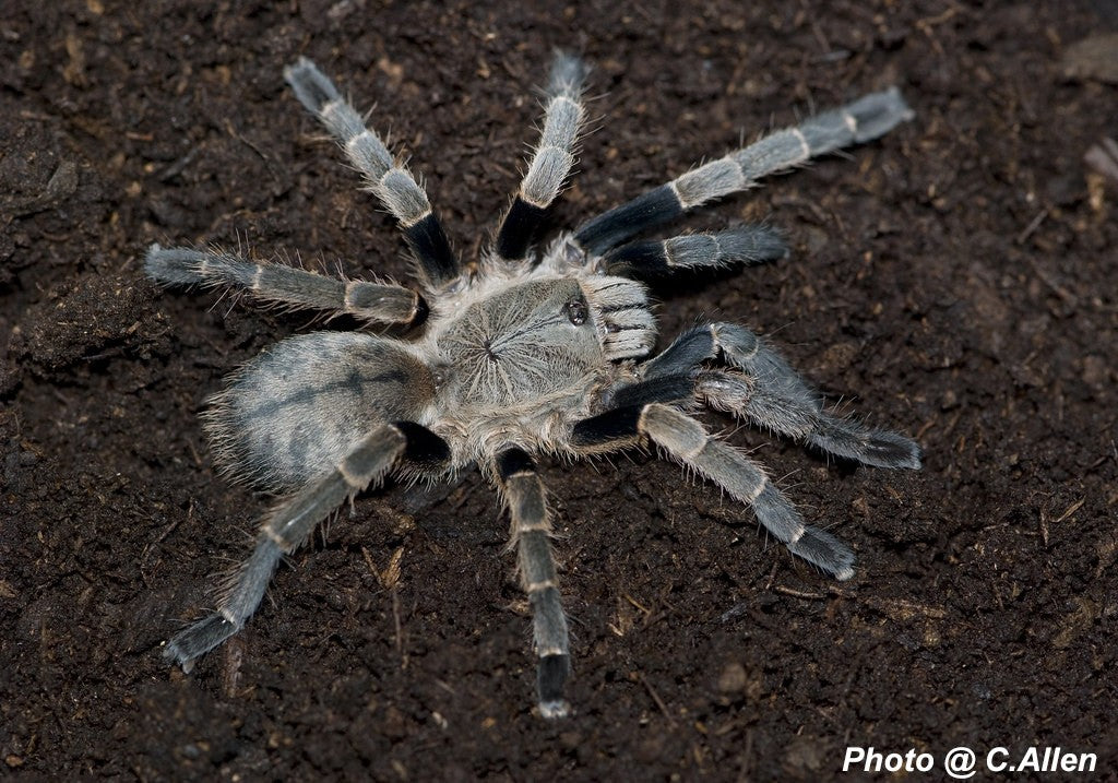 Ornithoctonus costalis (Silver Grey Earth Tiger) about 1 1/2"