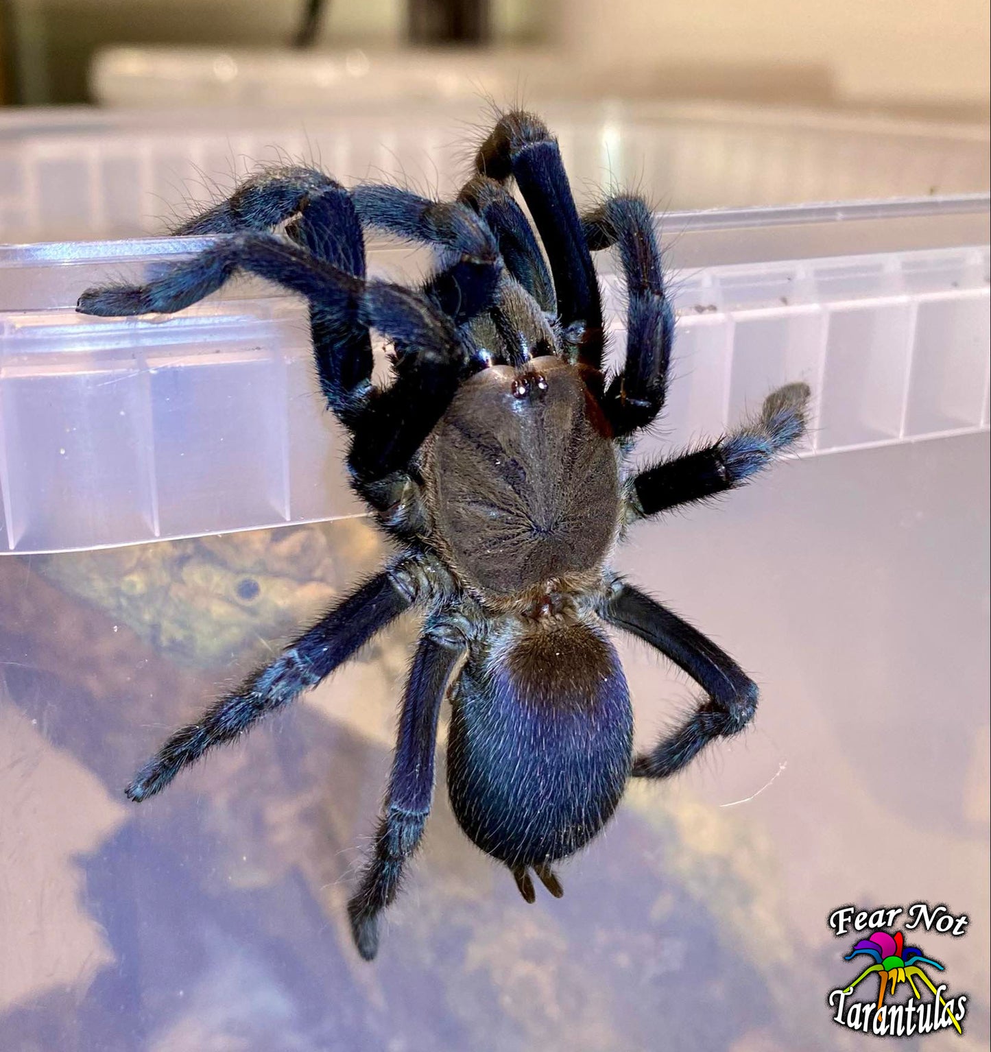 Orphnaecus sp Rizal Blue about 3/4" FREE for orders $175.00 and over. (after discounts and does not include shipping) One freebie per shipment. - Fear Not Tarantulas, Inc. Orphnaecus sp Rizal Blue about 3/4" FREE for orders $175.00 and over. (after discounts and does not include shipping) One freebie per shipment.