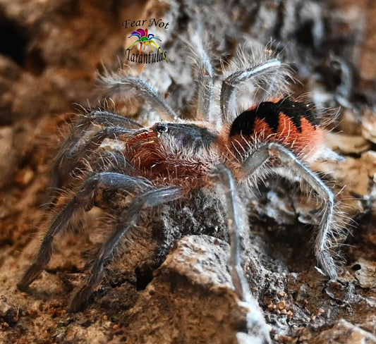 Pamphobeteus sp. mascara  about 1 1/4" - 1 1/2"