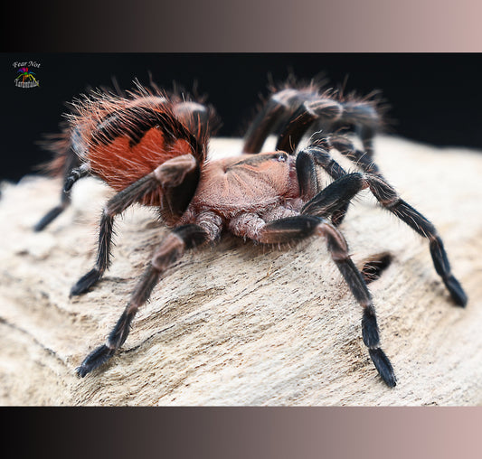 Pamphobeteus sp. mascara  about 1 1/4" - 1 1/2"