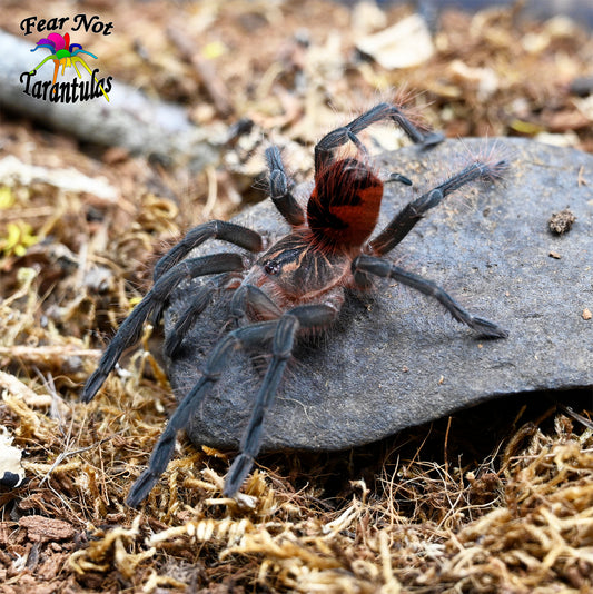 Pamphobeteus sp Santo Domingo Goliath Tarantula about 2" - 3"