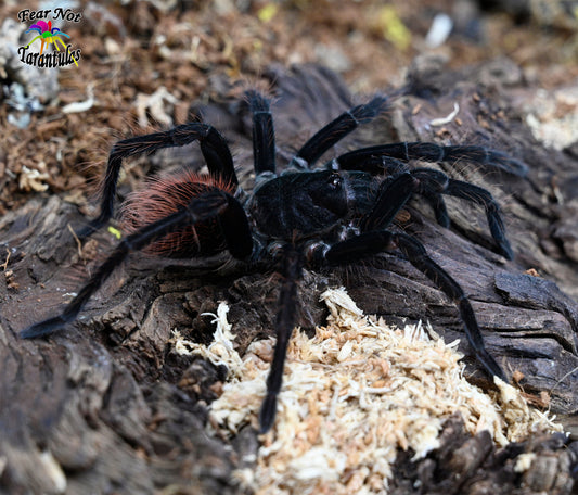Pamphobeteus antinous (Steely Blue Leg Birdeater Tarantula) aka "Big Black" about 1 1/4" - 1  1 /2"