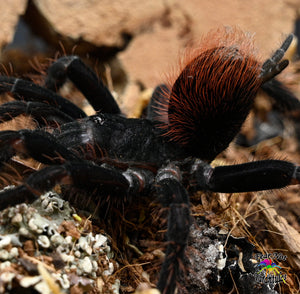 Pamphobeteus antinous  (Bolivian Blue Leg Birdeater) 3" + MALE ID PANT1M
