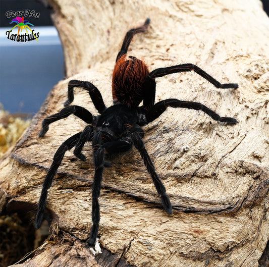 Pamphobeteus antinous (Steely Blue Leg Birdeater Tarantula) aka "Big Black" about 1 1/4" - 1 1/2" FREE for orders $700.00 and over. (after discounts and does not include shipping) One freebie per shipment.