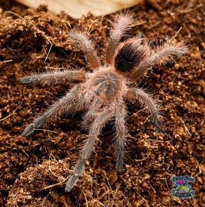 Pamphobeteus fortis (Colombian Giant Brown) MALE about  2"