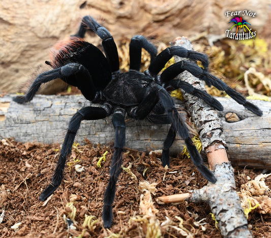 Pamphobeteus sp. "Araña Pollito" aka (Chicken Spider Tarantula) about 2" 💙MALE💙