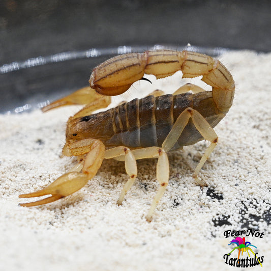 Paravaejovis confusus (Sand Devil Scorpion) nearly 1/2"