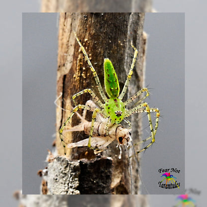 Peucetia viridans (Green Lynx Spider) about 1" sub-adult Unsexed