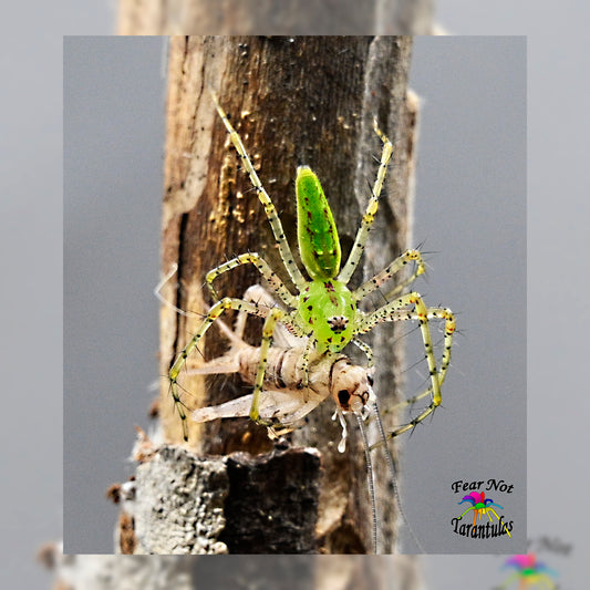 Peucetia viridans (Green Lynx Spider) about 1" sub-adult Unsexed