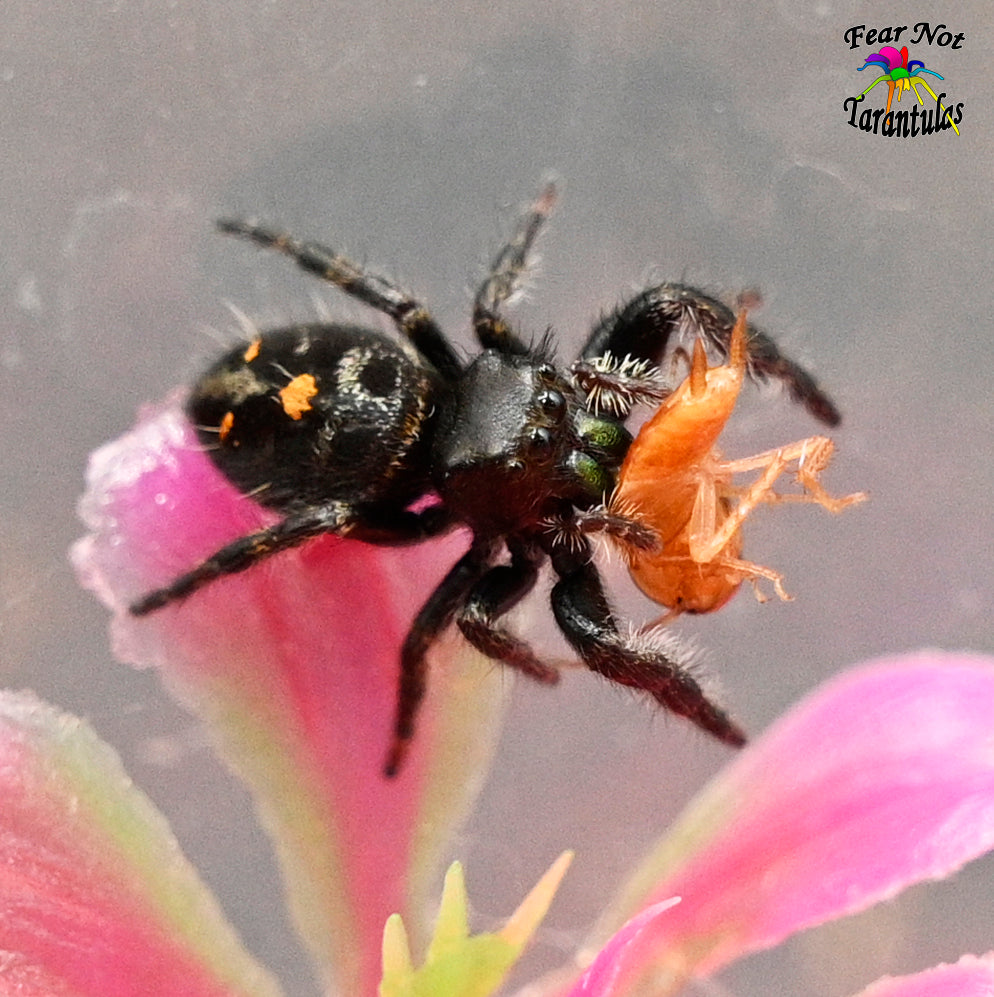 Phidippus audax (Bold Jumping Spider) 4th - 5th instar, very well started at about 1/4" - 1/3"