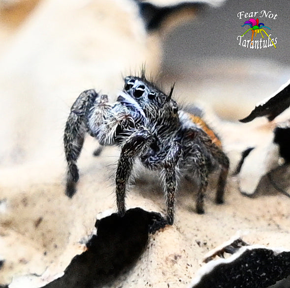 Phidippus morpheus (Dream Jumping Spider) Captive Bred Well started at 4-5 instar.  One of the babies is pictured here.