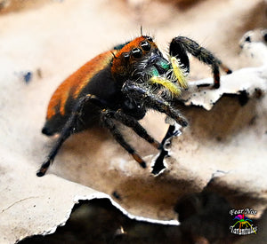Phidippus apacheanus Jumping Spider  about 1/3" *Possibly female* Not guaranteed female