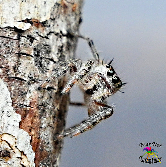 Phidippus otiosus (Canopy Jumping Spider) about 1/2" + Well established spiderlings