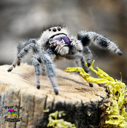 Phidippus regius (Jumping Spider) Captive bred very well started at about 1/8" The mother is in the photo 😊 FREE for orders $125.00 and over. (after discounts and does not include shipping) One freebie per shipment.