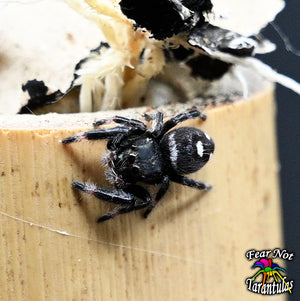 Phidippus regius (Jumping Spider) Captive bred Very well started at 4th - 5th molt! Mom is a tan color😊