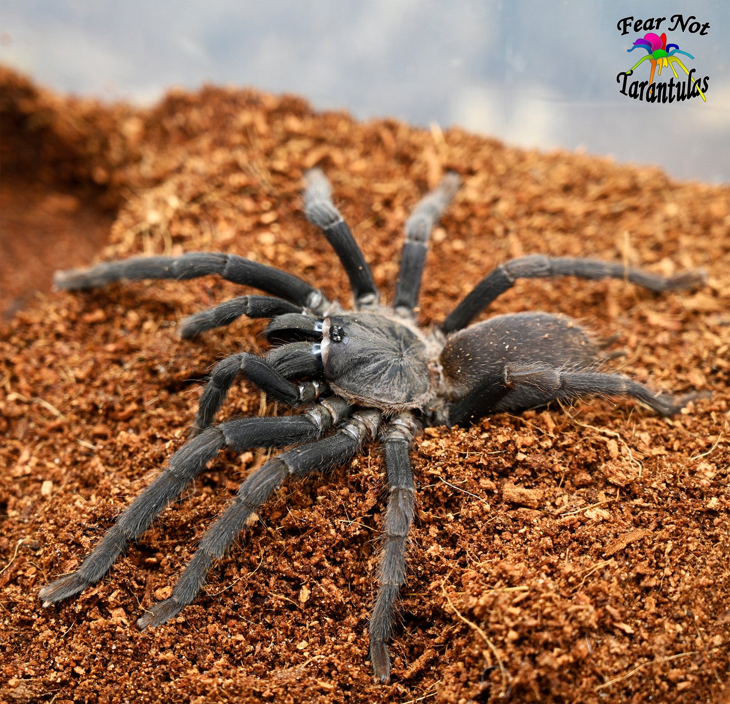 Phlogiellus johnreylazoi (Palawan Blue) about 1"