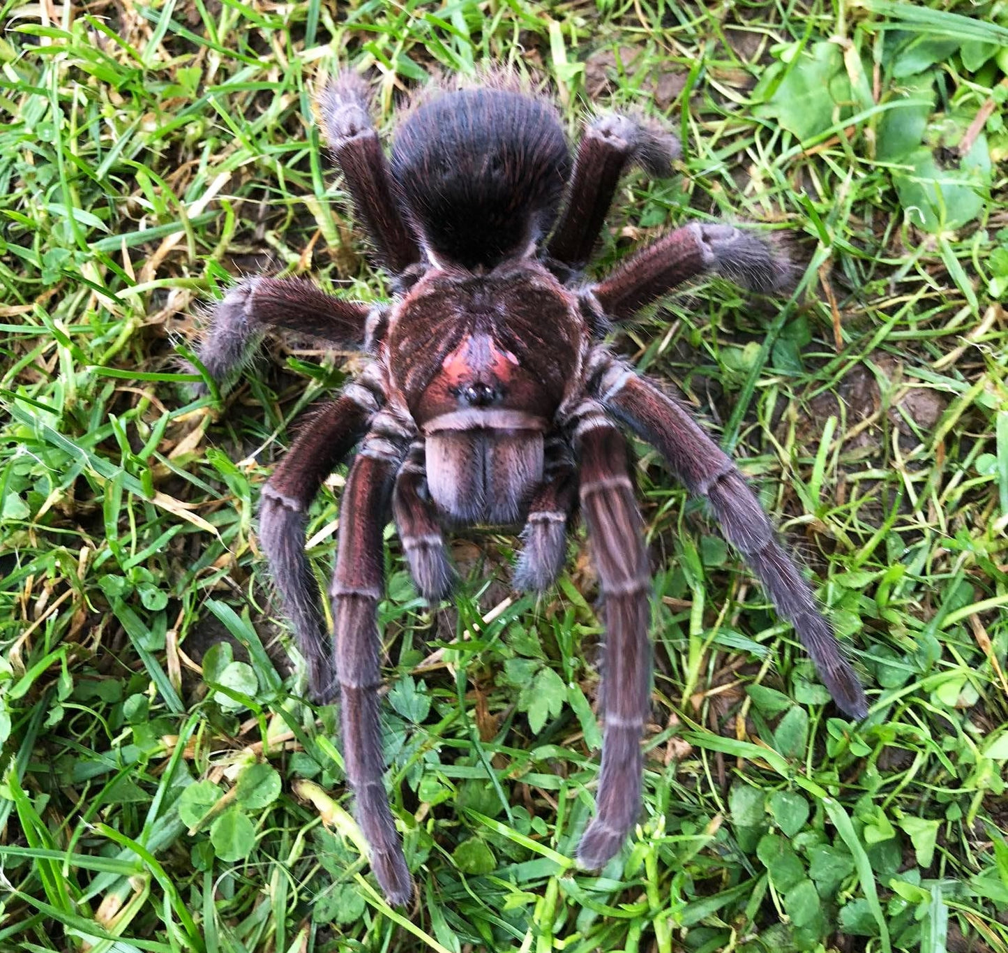 Phormictopus Cancerides (Hispaniolan Giant Tarantula) about 1/2" - 3/4" Free for orders $125 and over! (after discounts and does not include shipping) One freebie per shipment.