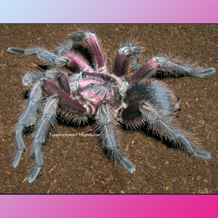 Phormictopus atrichomatus (Red Island Bird Eater) about 3/4" - 1" AND Theraphosa stirmi (Burgundy Goliath Birdeater) about 1 1/2" - 2" 💘😍 FEEL THE LOVE SALE!