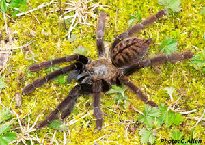 Phormingochilus sp. "Sabah Dwarf" tarantula about 3/4" RARE!