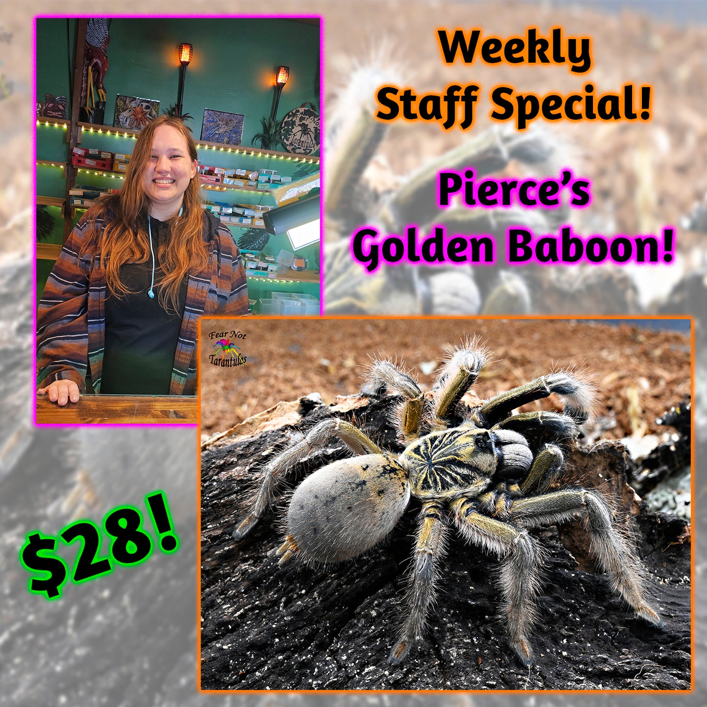 Weekly Staff Special! Pierce's Golden Baboon! Augacephalus ezendami (Mozambique Golden Starburst Baboon) about 3/4"