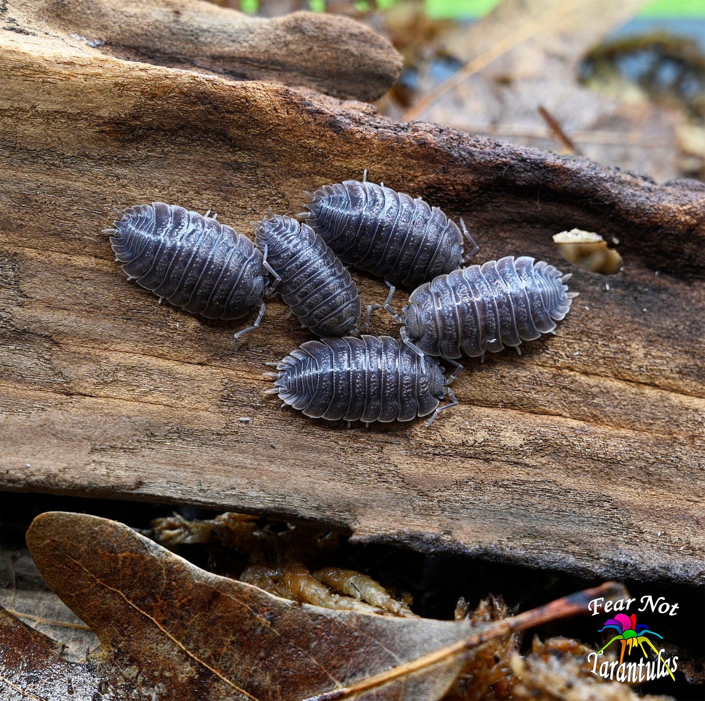 Porcellio dilatatus "Giant Canyon Isopod" Count of 10