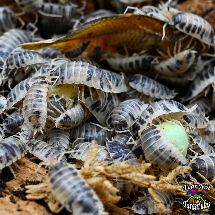 Porcellio laevis (Dairy Cow Isopods) Count Of 10 Young Isopods ⚠️ FREE for orders $50 and over. ⚠️ ONE freebie per shipment.