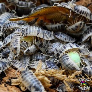 Porcellio laevis (Dairy Cow Isopods) Count Of 15 Young