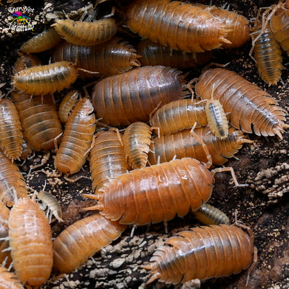 Porcellio Laevis "Orange" Isopods Count Of 10, Young mixed sizes