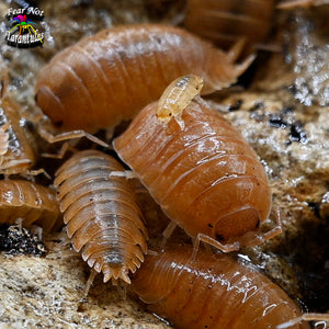 Porcellio Laevis "Orange" Isopods Count Of 10, Young mixed sizes