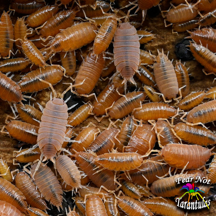 Porcellionides pruinosus Isopods (Powder Orange 🍊🍊🍊) Count of 10, Young