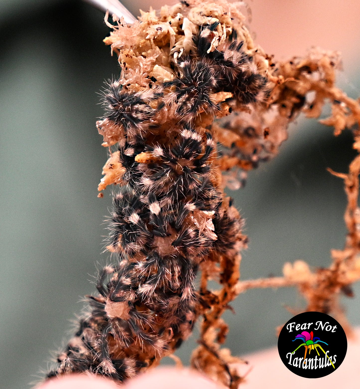 Psalmopoeus irminia (Venezuelan Suntiger Tarantula) about 1/2"-3/4" +